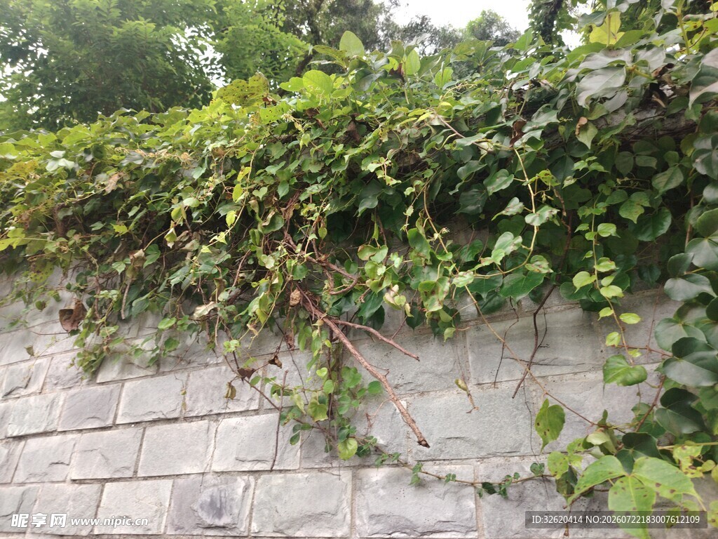 砖墙爬满翠绿藤蔓植物