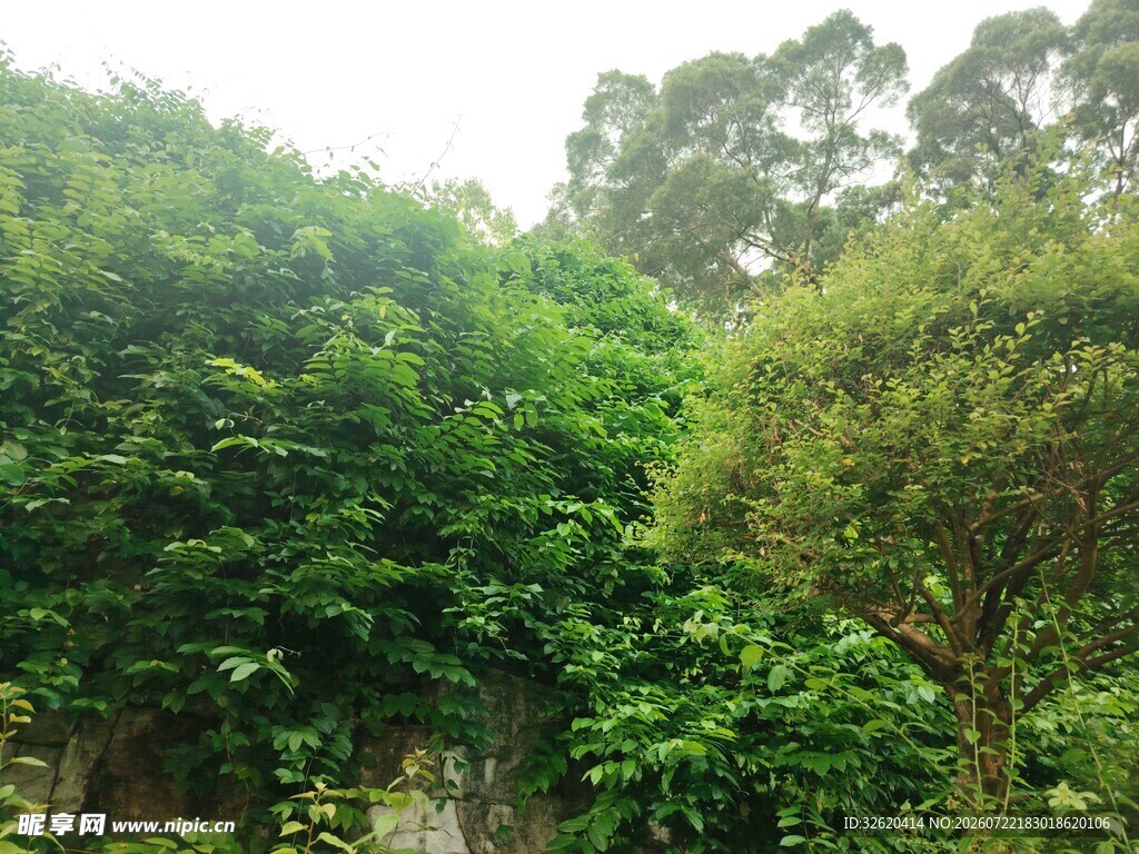 繁茂绿植景观