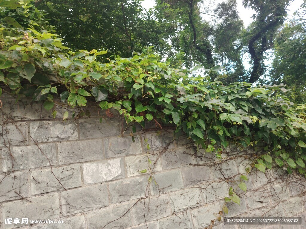 石墙上的繁茂绿植