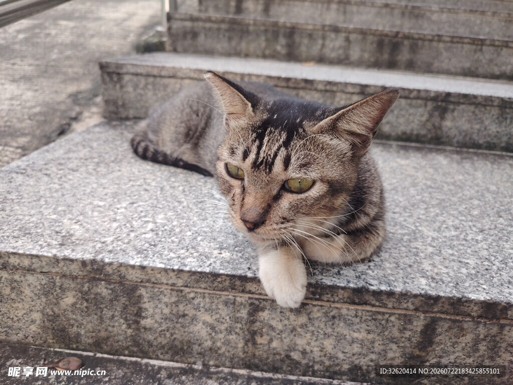 猫咪