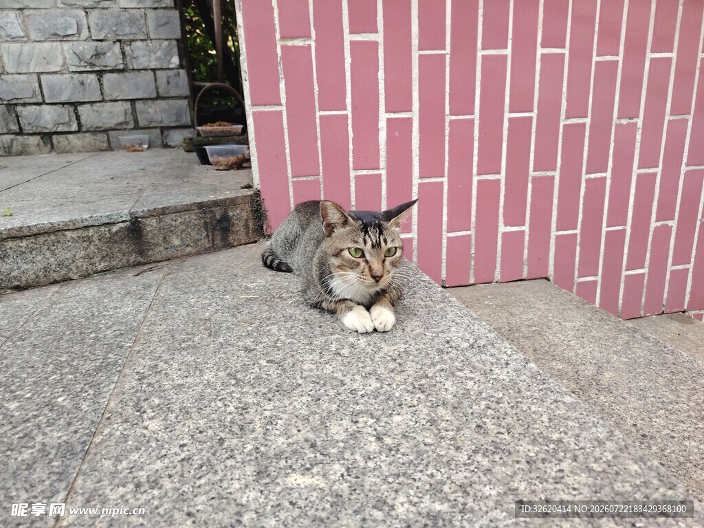 猫咪