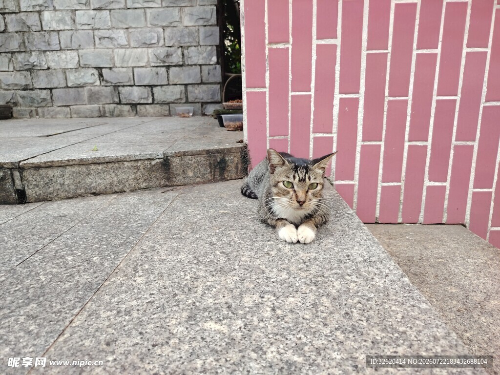 猫咪