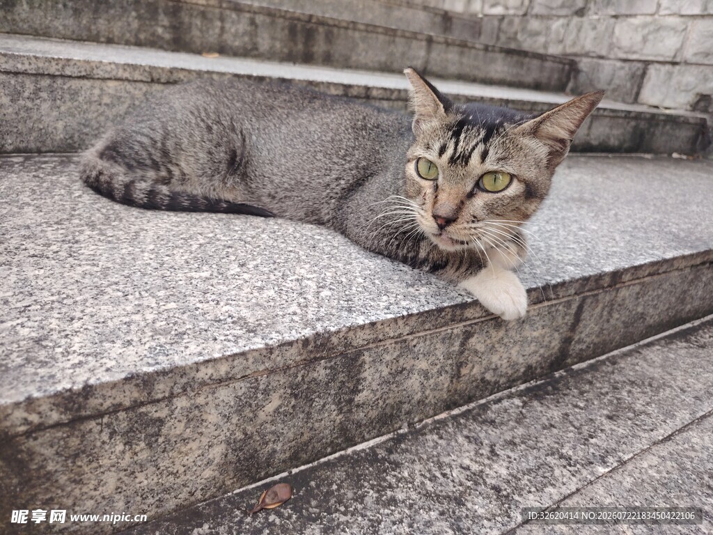 猫咪