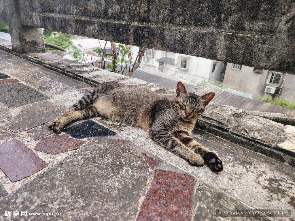 慵懒猫咪惬意趴地