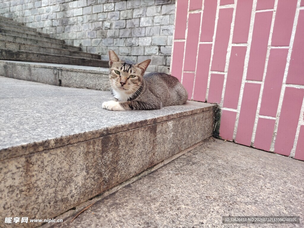 小猫