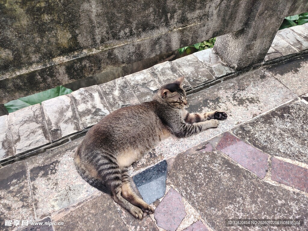 猫咪