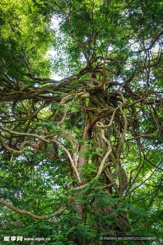 盘根错节的繁茂大树