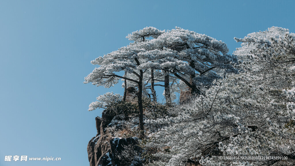雪覆黄山松景