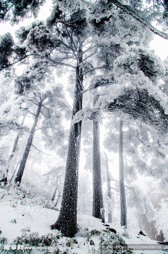 雪覆松林美景
