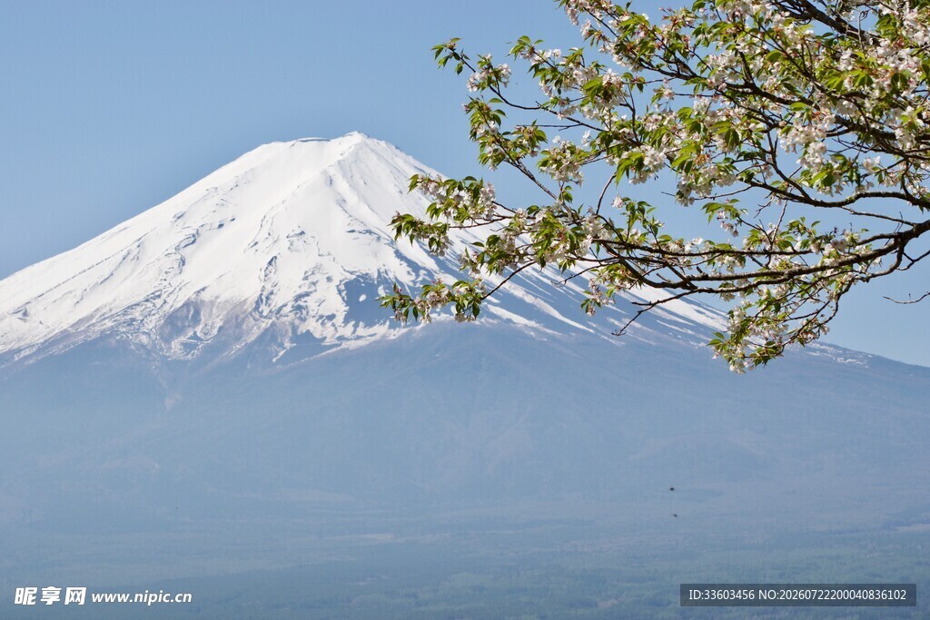 富士山旁的翠绿树枝