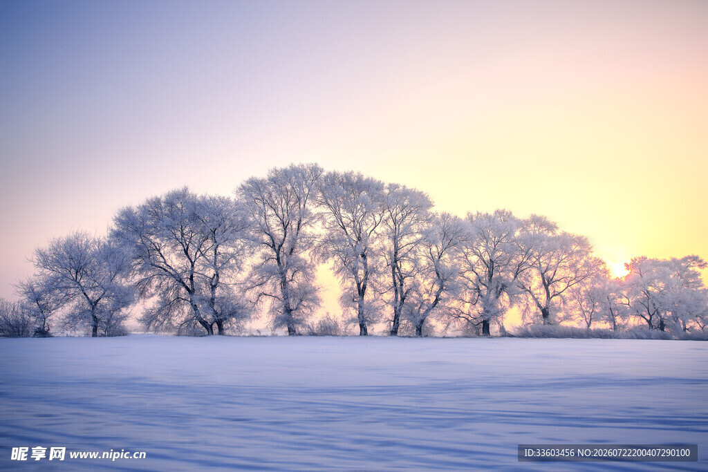 冬日雪林晨光中的静谧美景