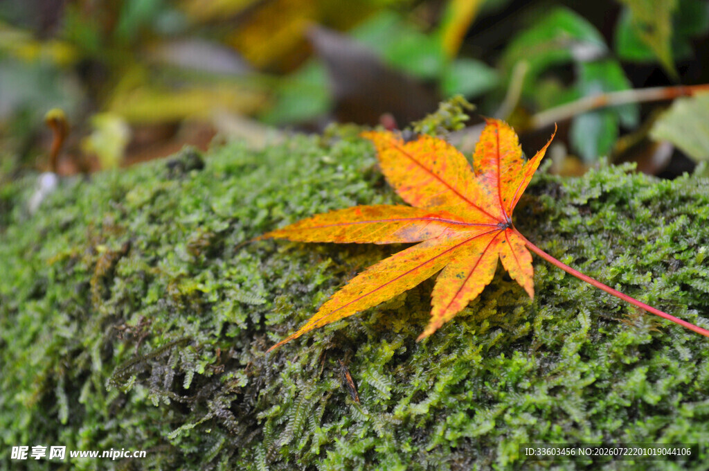 秋日枫叶覆于青苔之上