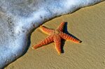 沙滩上的橙色海星