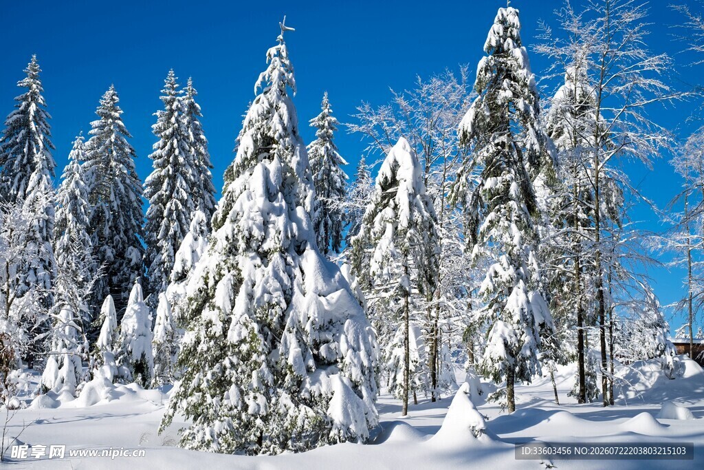 冬日雪景中的挺拔雪松林