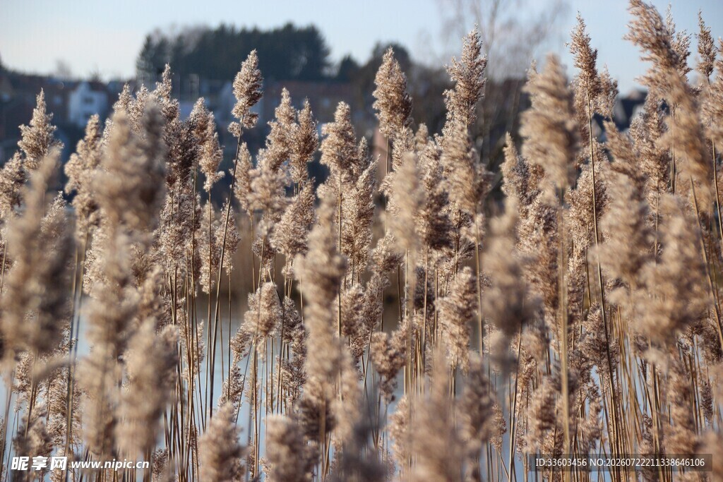 秋日芦苇荡美景