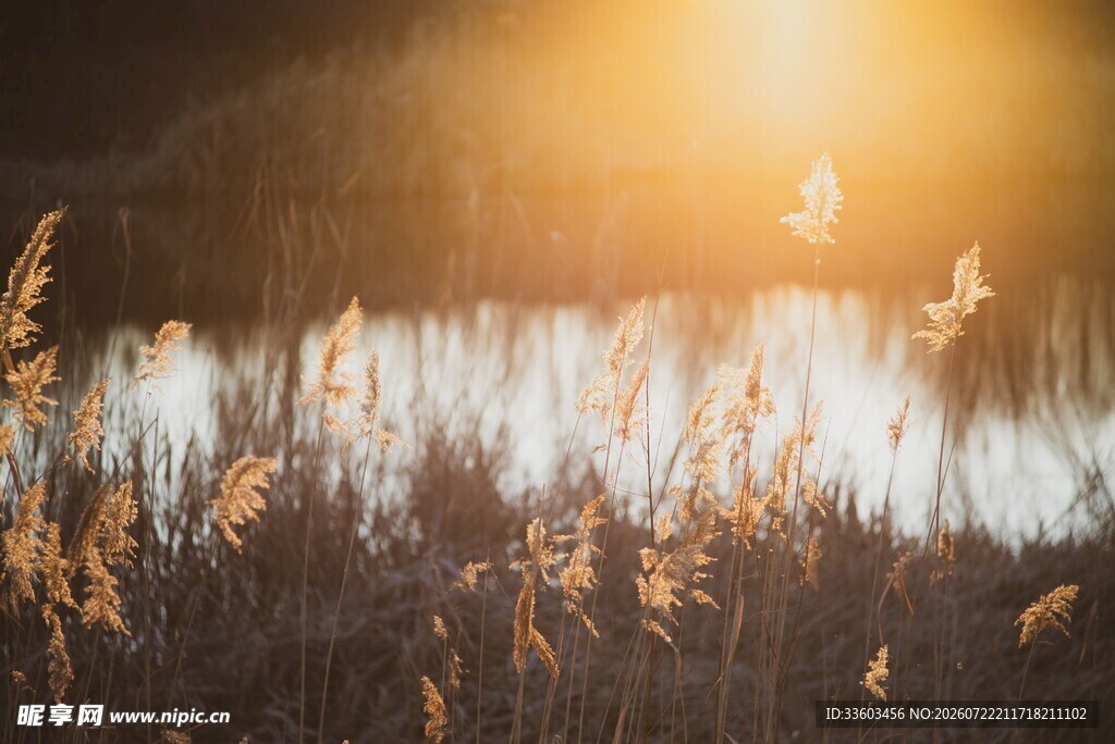 夕阳下的湖畔芦苇美景