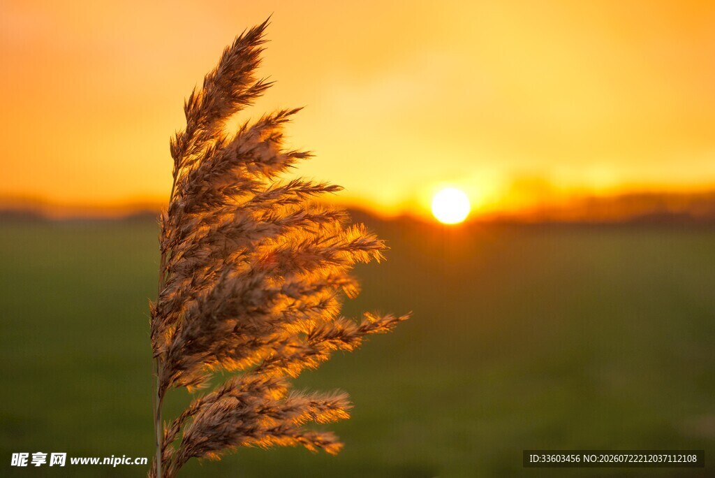 夕阳下的芦苇