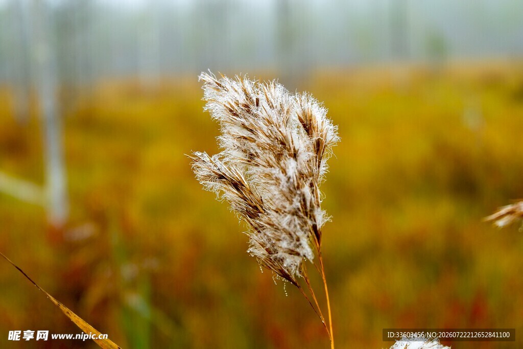 风中摇曳的蓬松芦苇