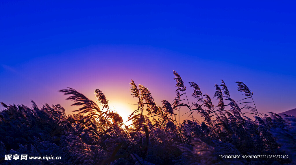 夕阳下摇曳的芦苇美景
