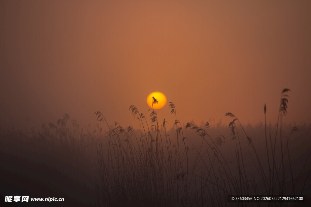 夕阳下的芦苇景观