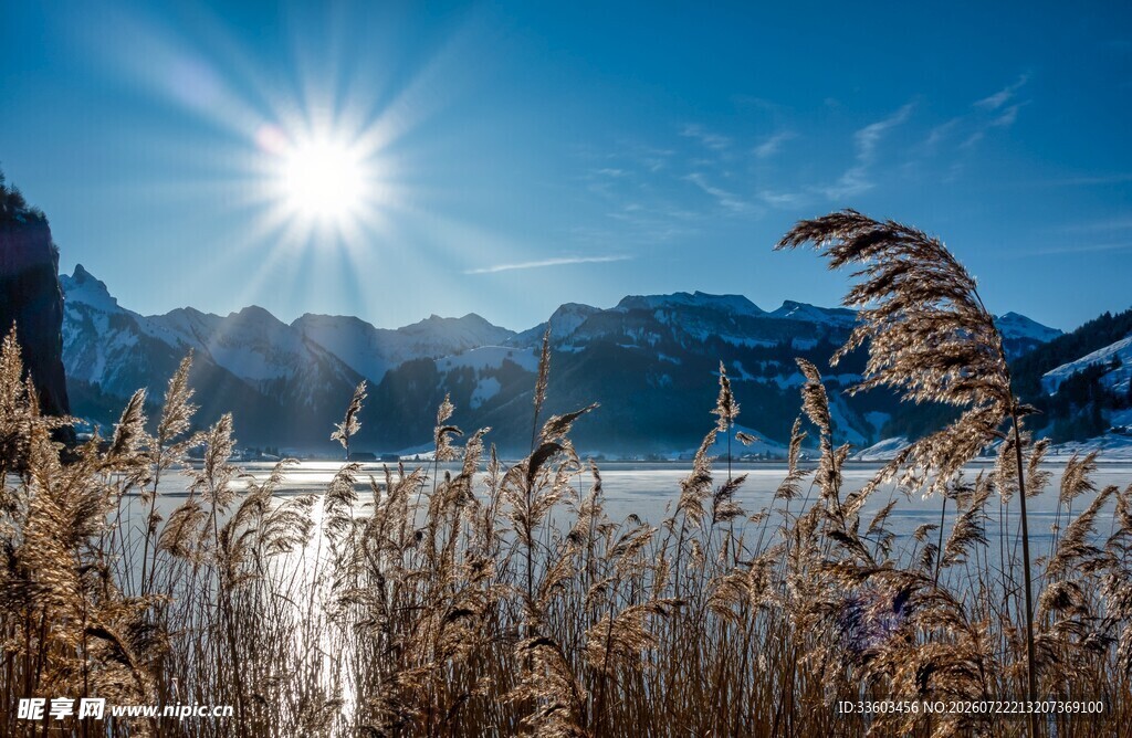 阳光下的湖畔芦苇美景