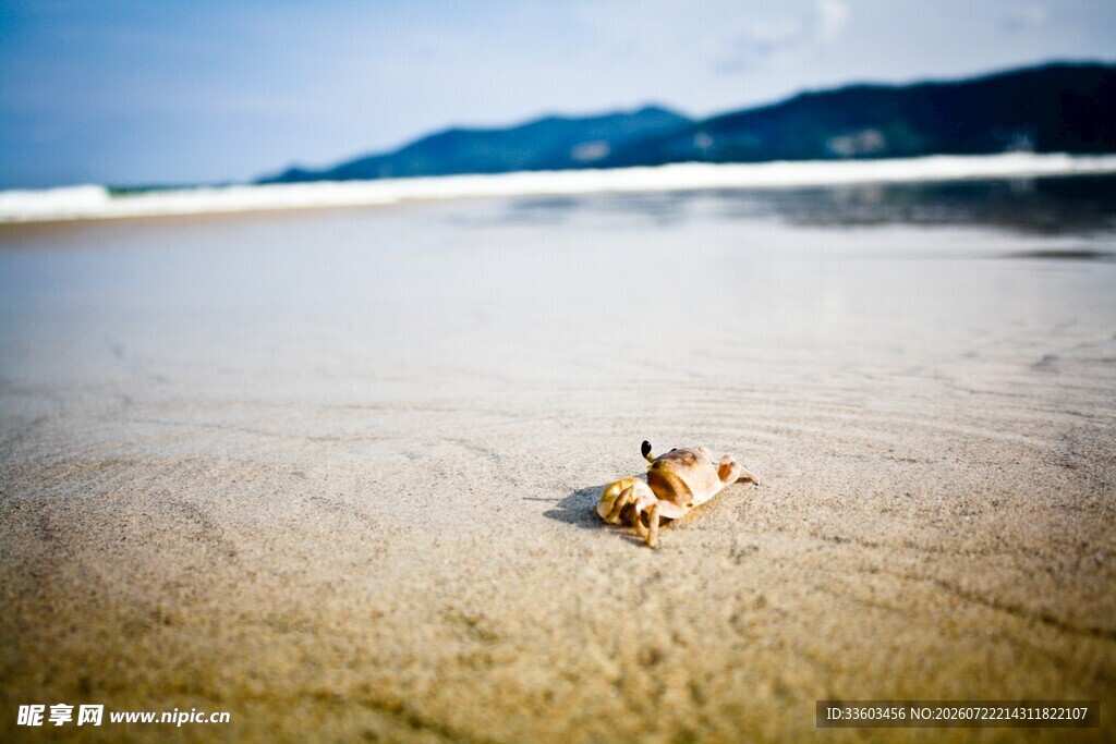 沙滩上的小螃蟹