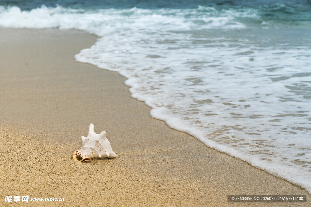 沙滩上的贝壳与海浪