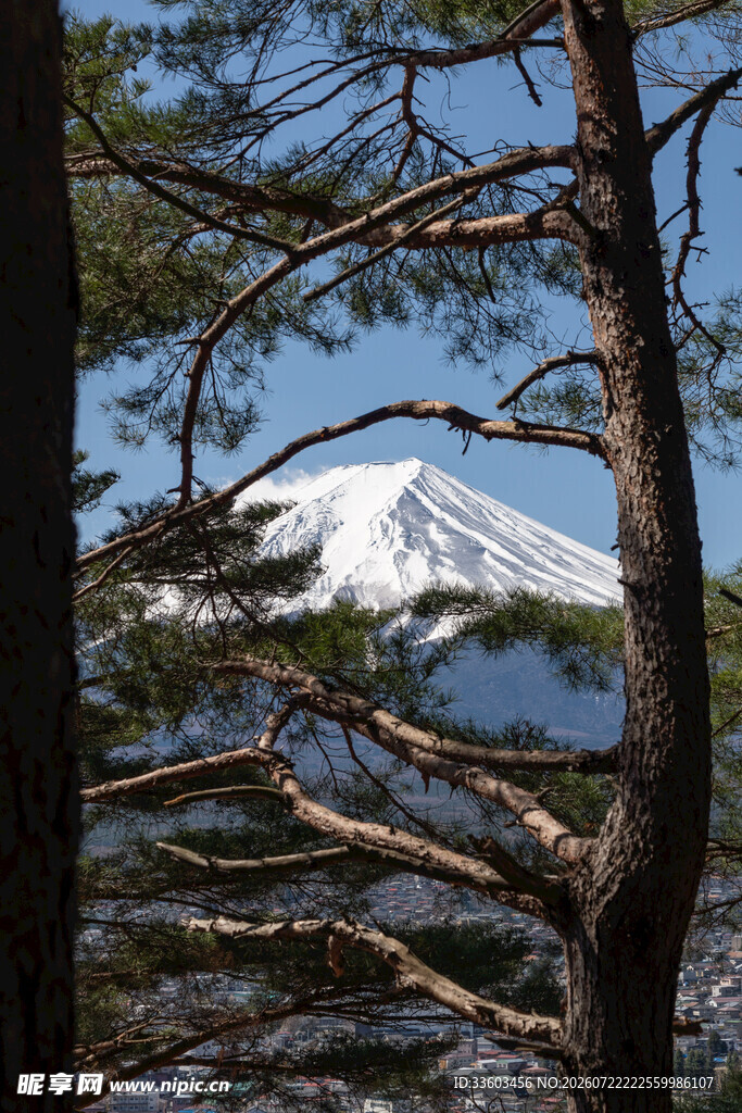 透过松林望雪山美景