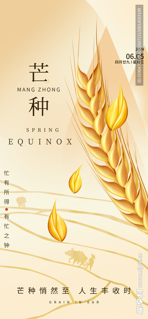芒种时节麦穗金黄