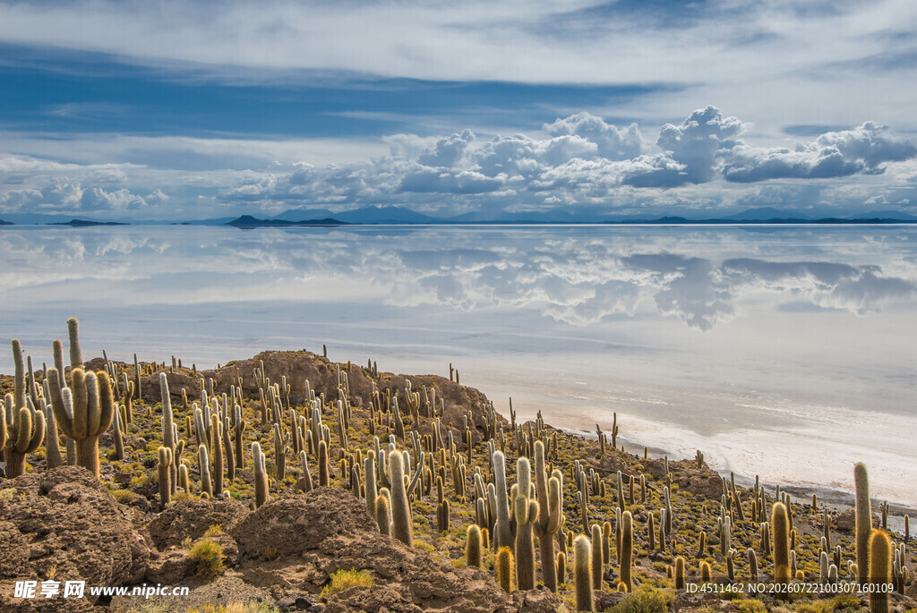 荒漠仙人掌与远方云海景观