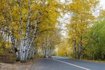 秋日林间公路美景