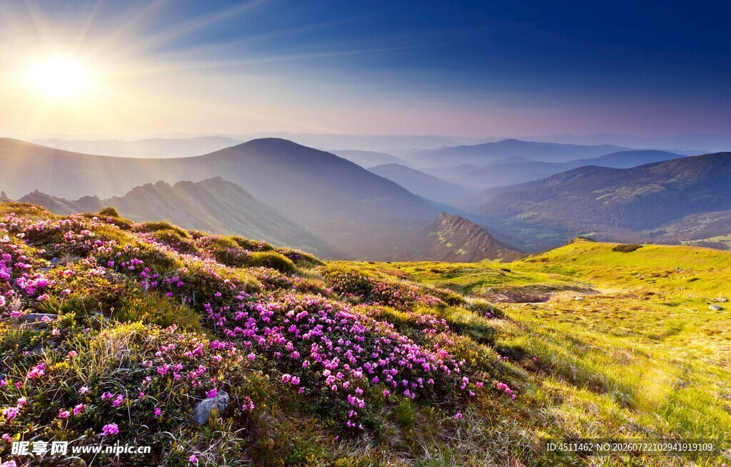 山间花海迎日出美景