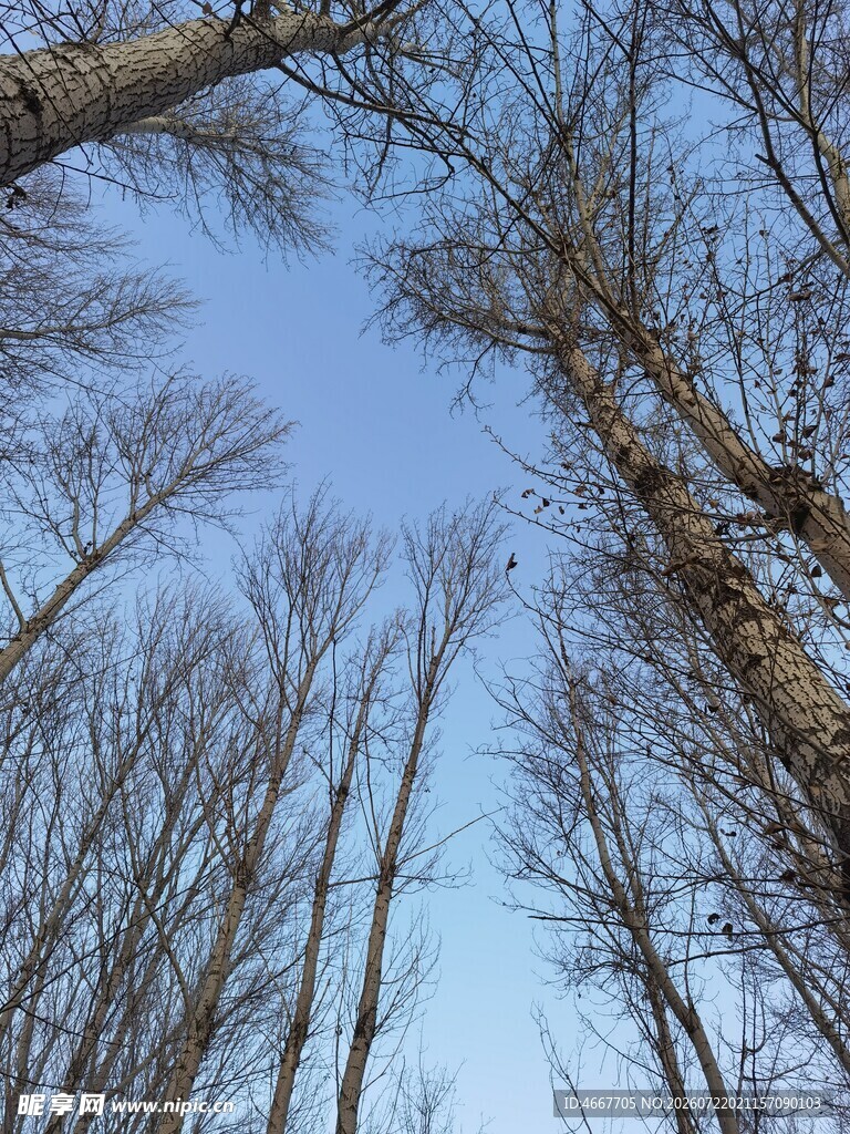 仰视冬日树林蓝天景象