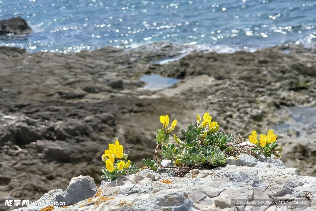 海边岩石上的黄色小花