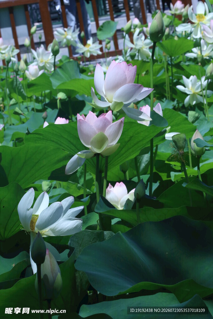 荷花荷叶  