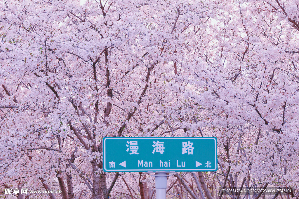 春日樱花路牌美景