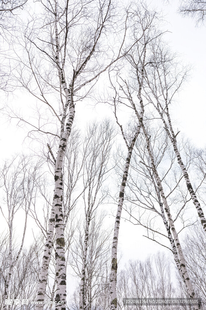 冬日白桦林雪景