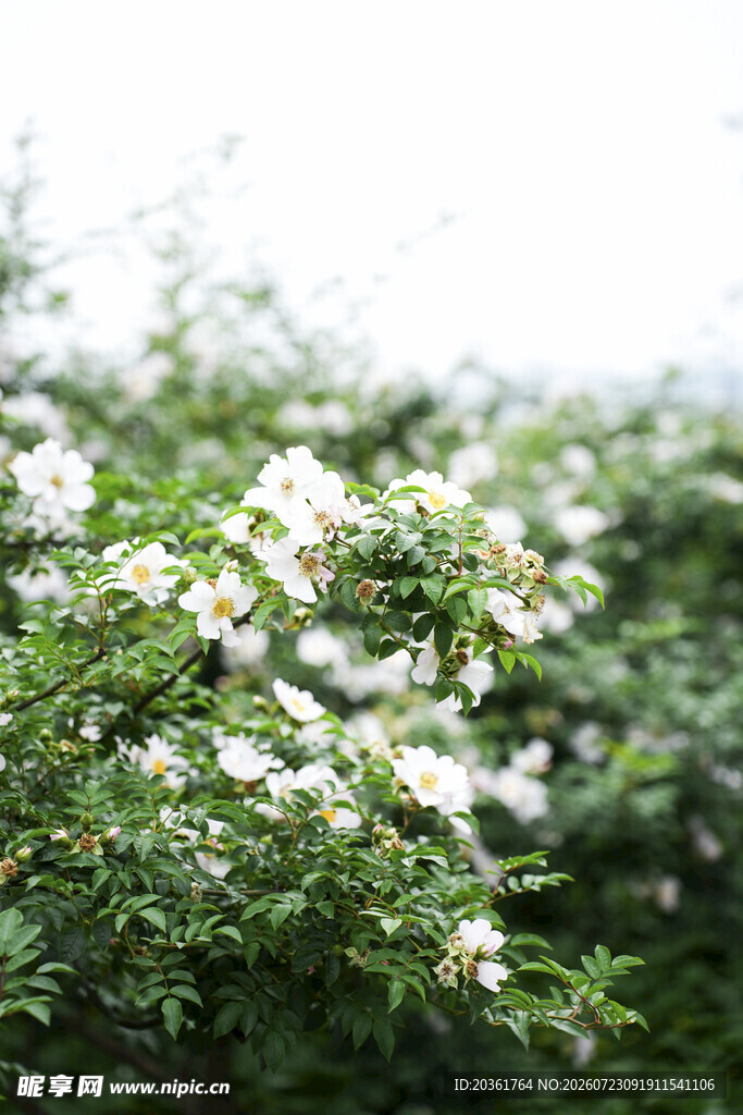 白色小花丛