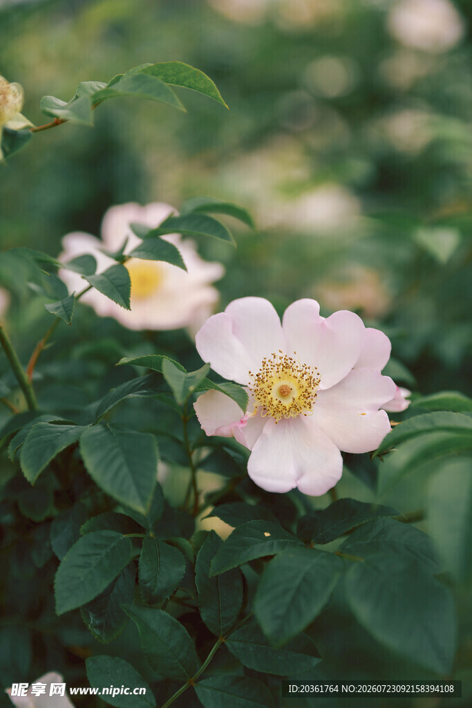 野蔷薇绽放的美丽瞬间