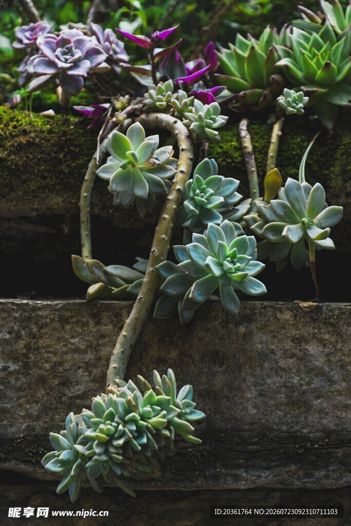 多肉植物造型独特景观