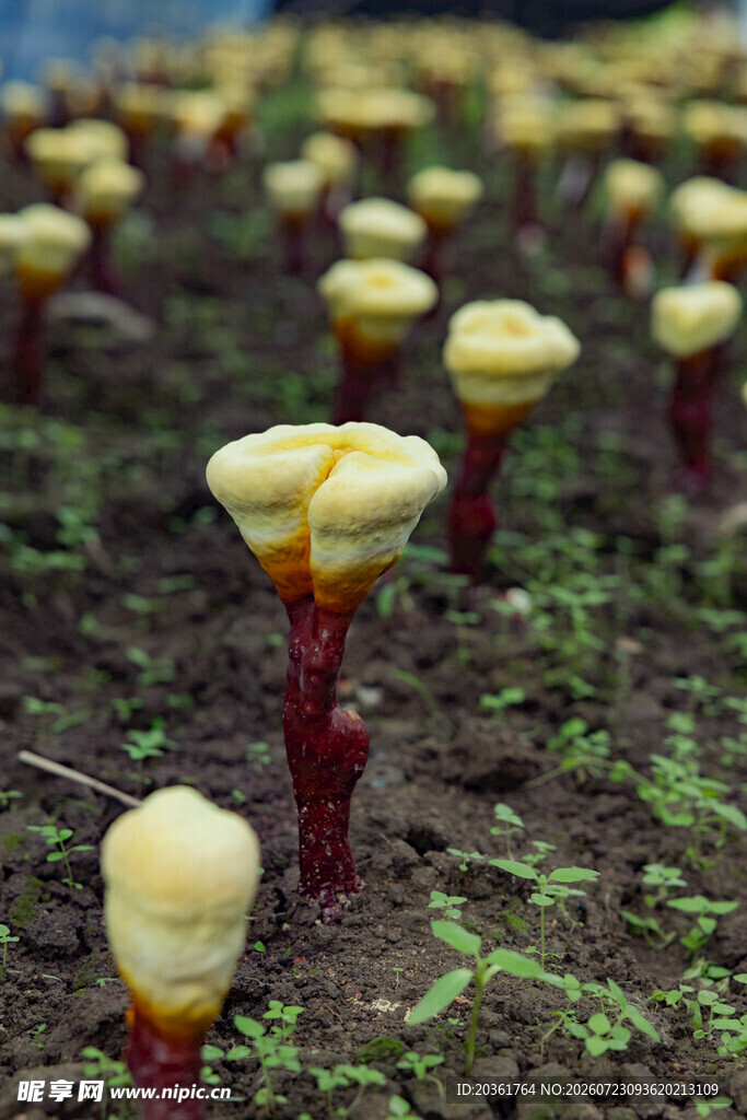 田野中的菌类