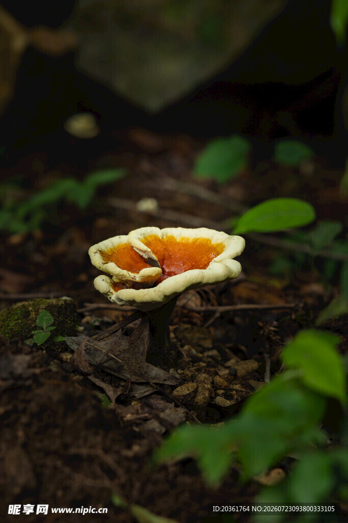 野生蘑菇