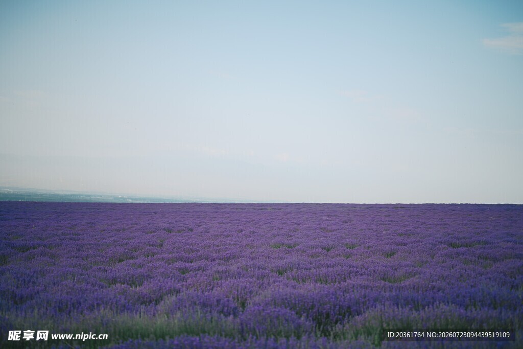 紫色薰衣草花海美景