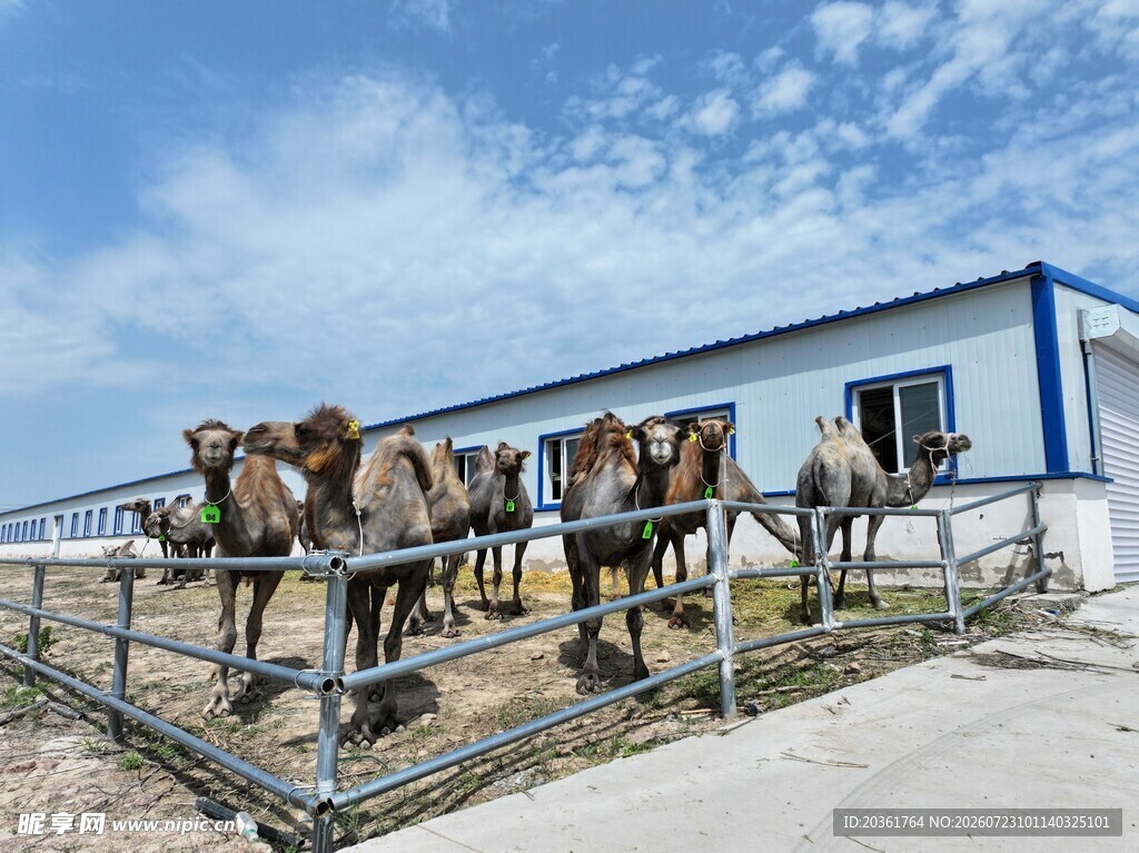 骆驼站在围栏旁的建筑边