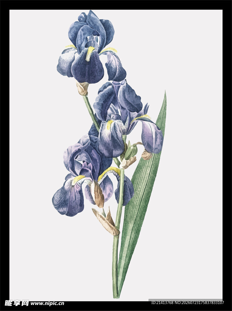 蓝色鸢尾花手绘插画