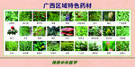 广西特色药材 瑶药文化