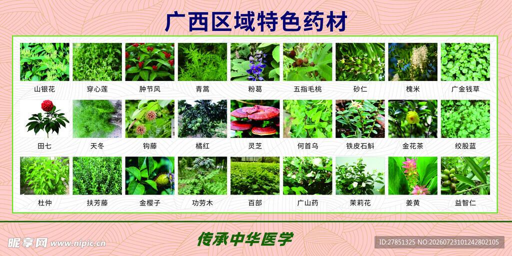 广西特色药材 瑶药文化