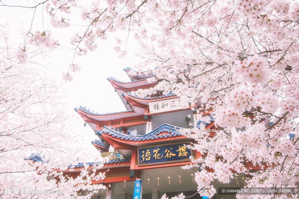 无锡樱花古典楼阁