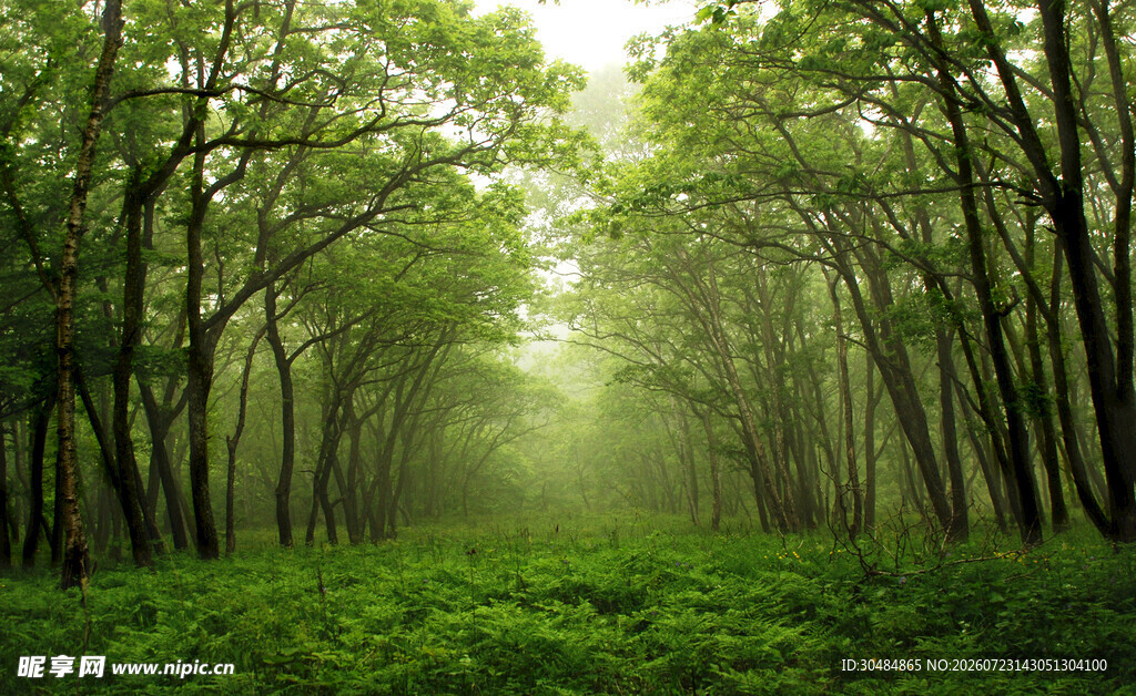 热带雨林风景