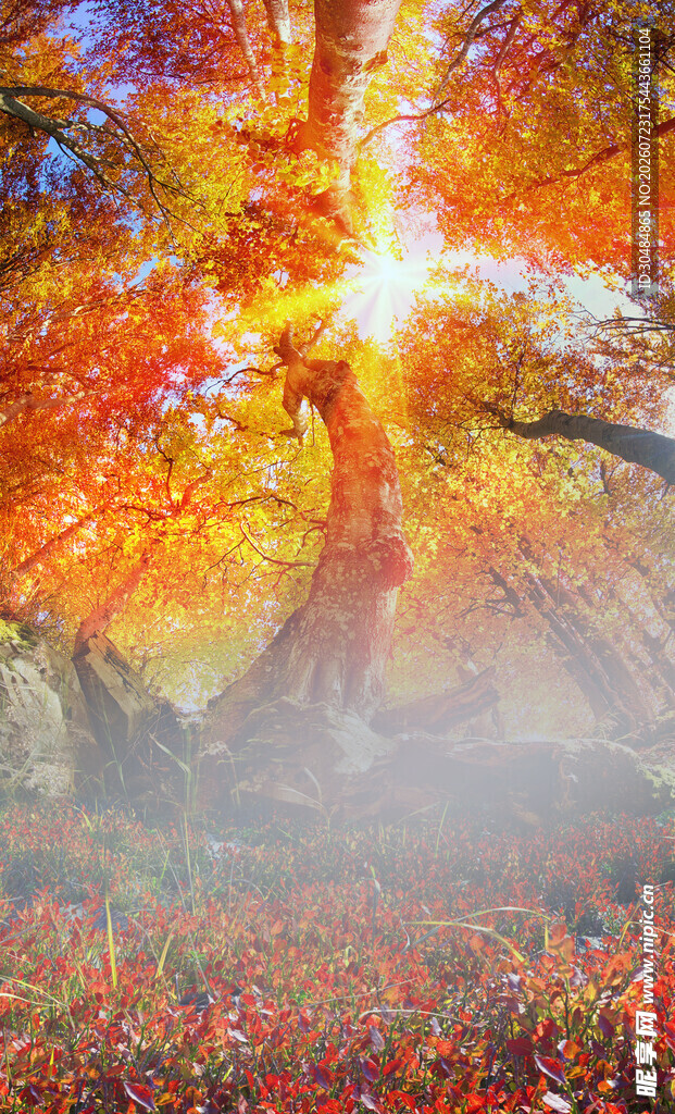 梦幻秋日森林美景